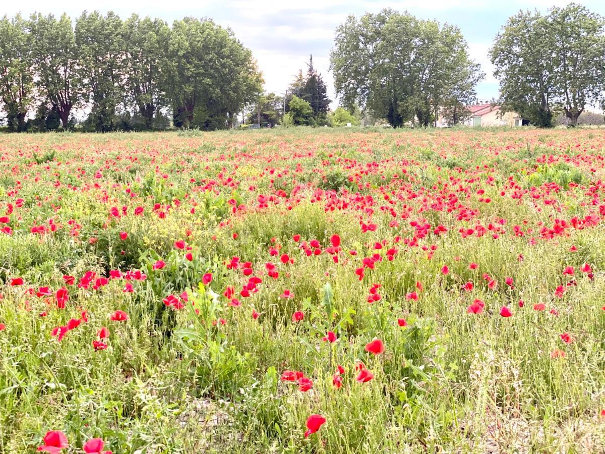 Villa Et Maisonnette Provencales カルパントラ エクステリア 写真